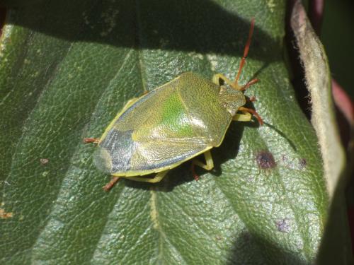 Réf. 244 686 : Piezodorus lituratus